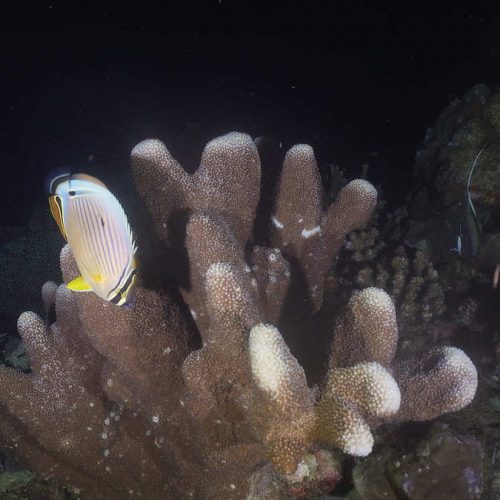 bigstock-Fish-And-Coral-Reef-At-Night-D-240548656