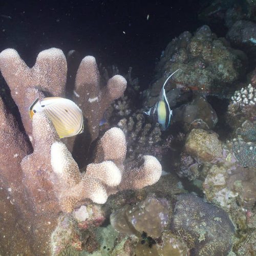bigstock-Fish-And-Coral-Reef-At-Night-D-241262401