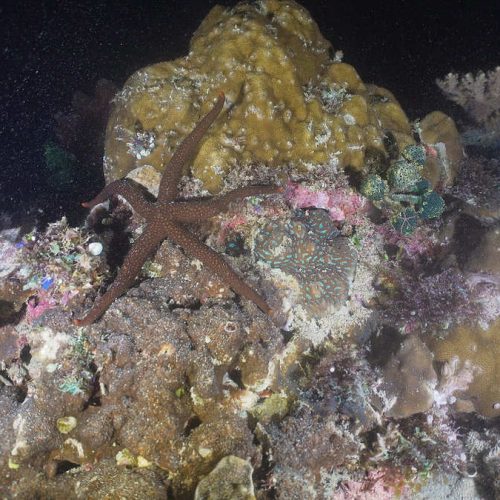 bigstock-Starfish-Amongst-The-Coral-At-248017417