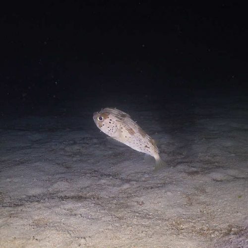 bigstock-Tropical-Fish-At-Night-Diving-240548515